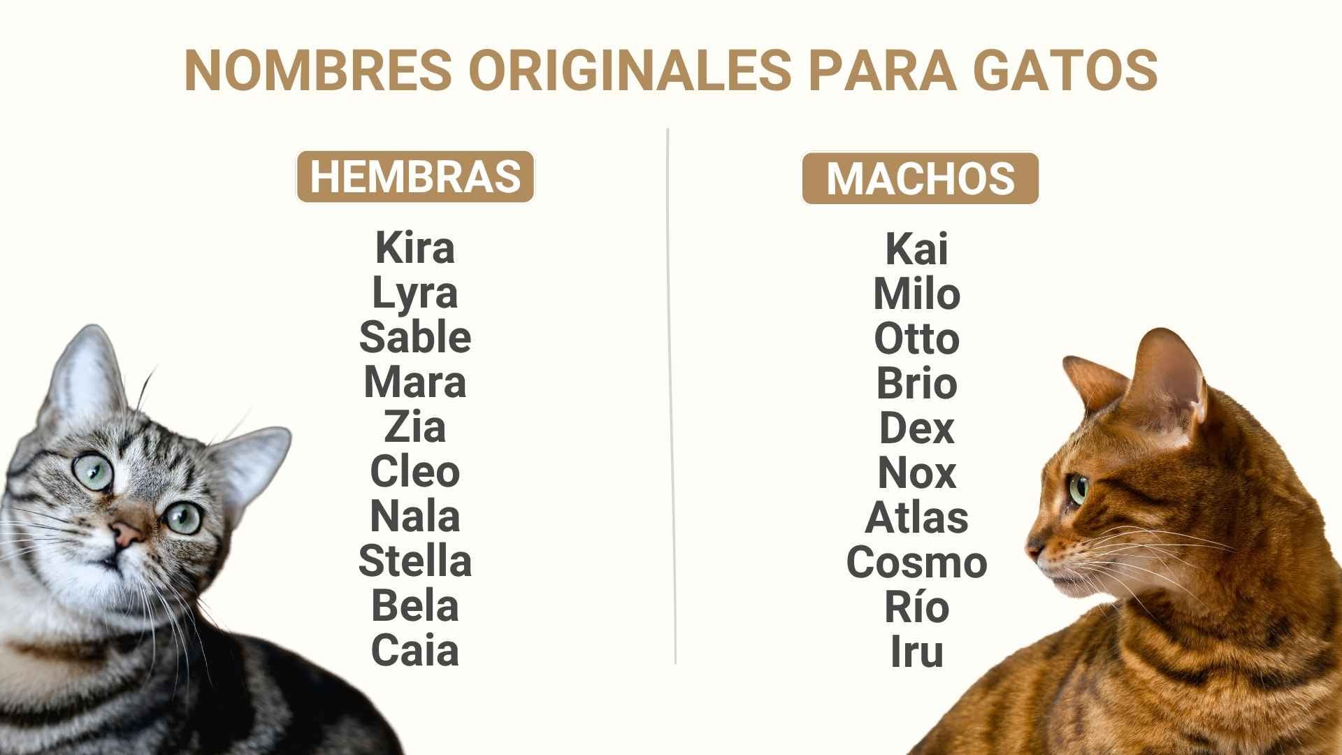 nombres para gato originales